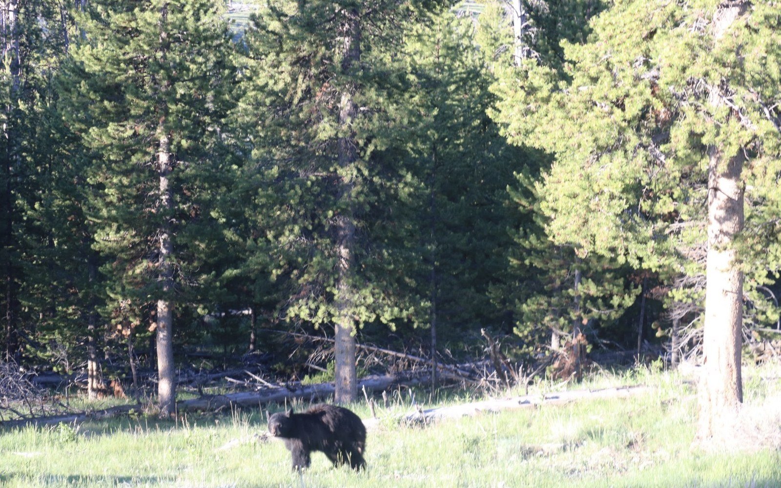 A black bear at the edge of pine woodland in long grass