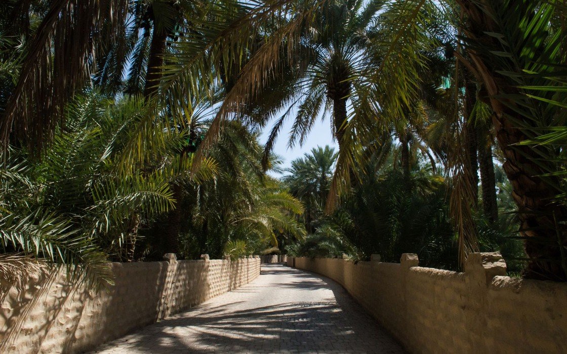 A walled path running between date palms in a shaded oasis plantation