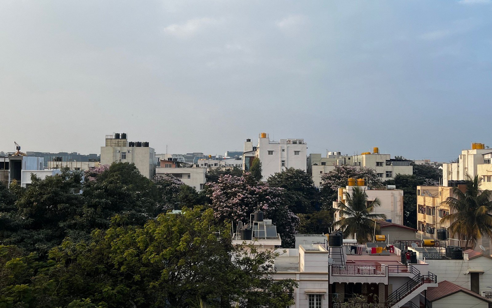 A view across the low residential rooftops of Bengaluru, flat concrete roofs with black and yellow water tanks, dense green trees and a flowering tree in the foreground under a clear pale sky