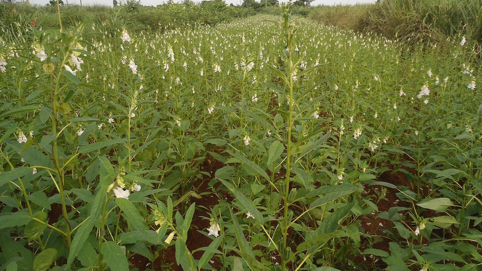 Sesame plants in flower growing in a field in China
