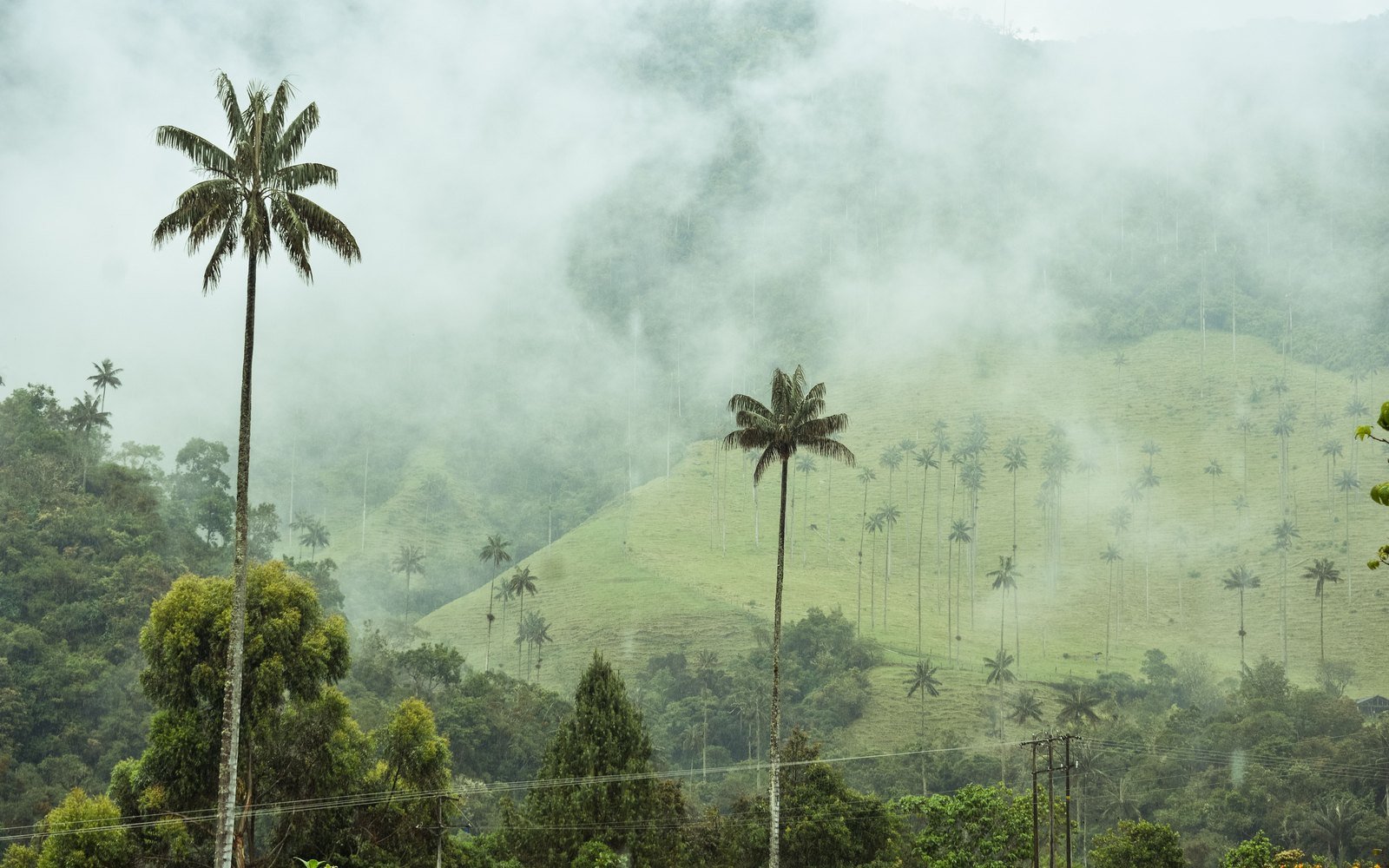 Wax palms on a misted hillside in the Valle de Cocora