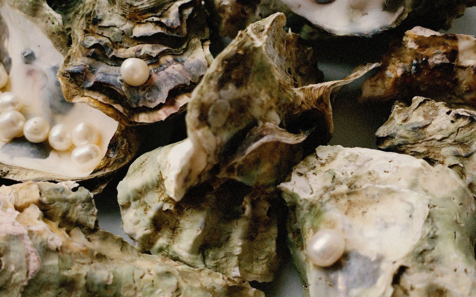 A close-up of opened oyster shells with several white pearls resting among them, the shell interiors showing pale nacre against darker rough outer surfaces