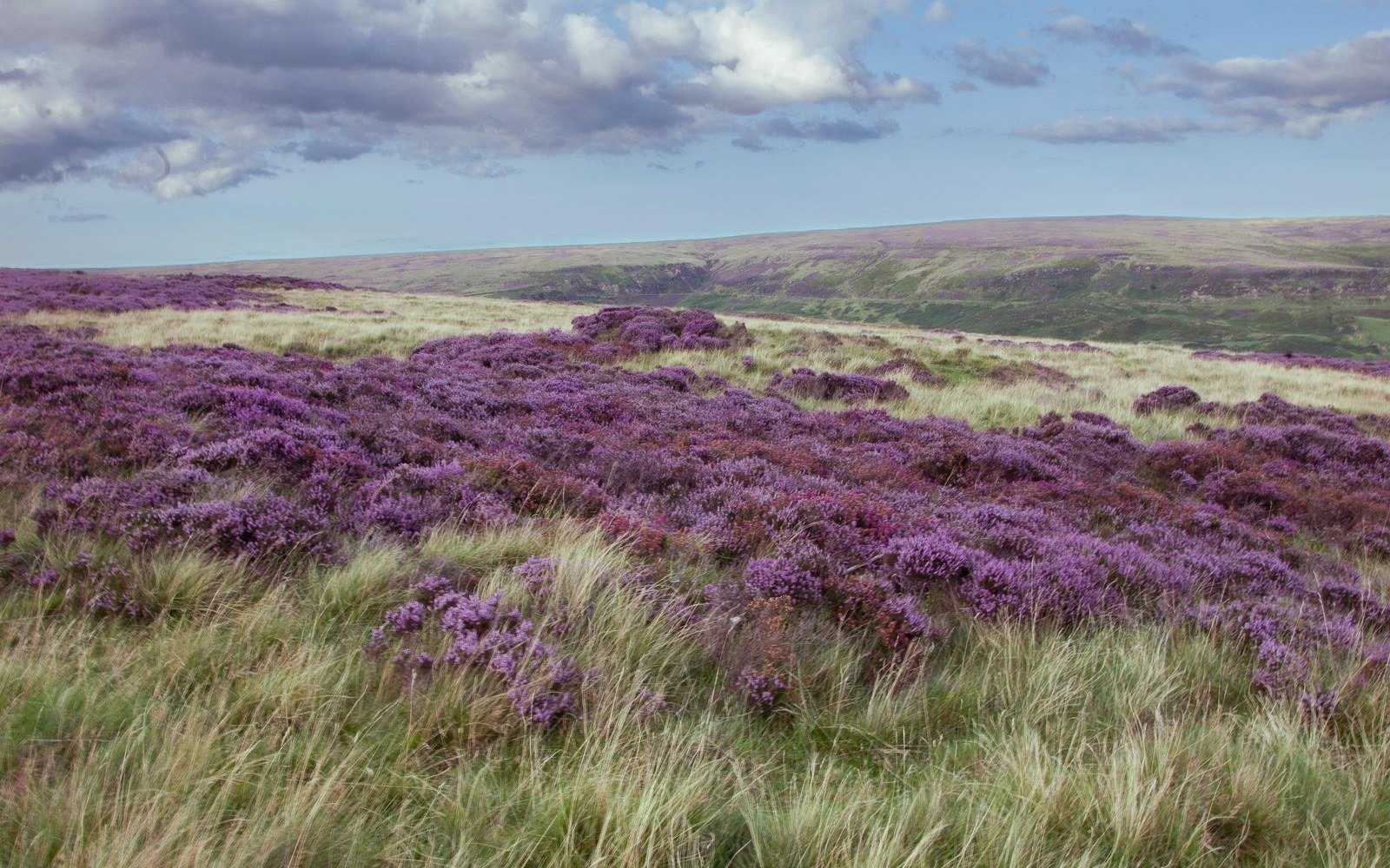 Heather and rough grass covering an open moorland ridge in the English countryside under a bright sky
