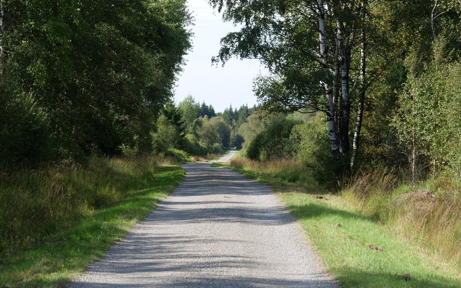 A gravel track running between birch scrub and rough grass on open moorland