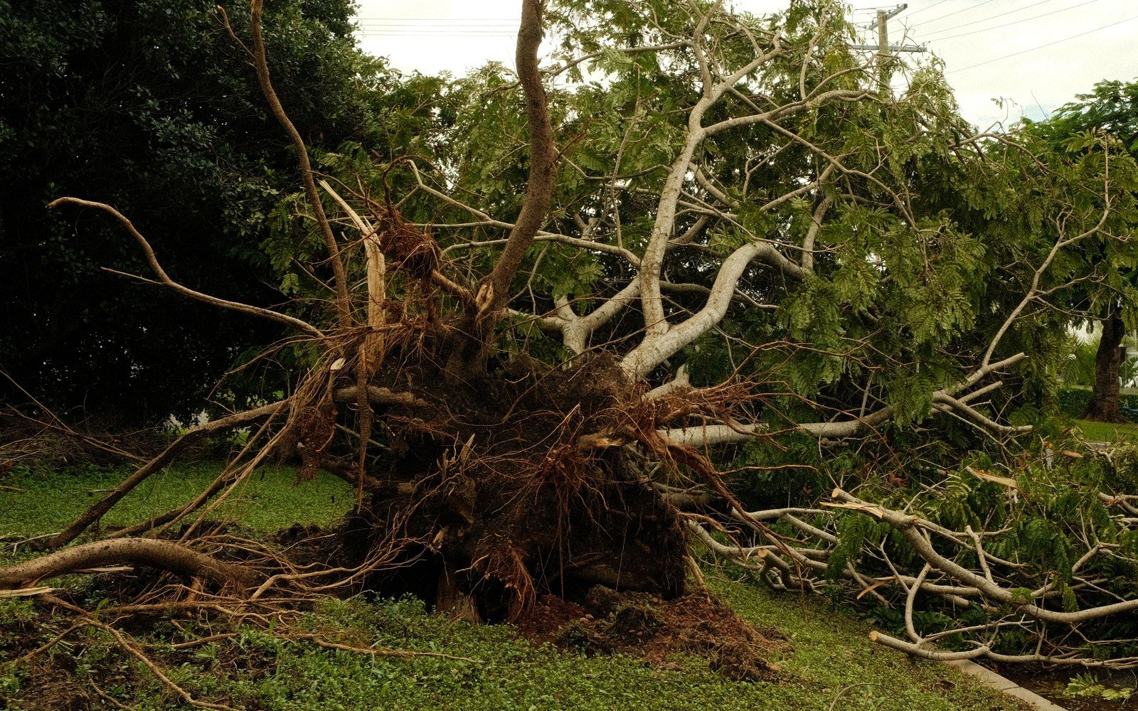 An uprooted tree lying across a grass verge with its root plate torn out of the ground, cut branches spread over the kerb behind it, and overhead power lines running across the sky above