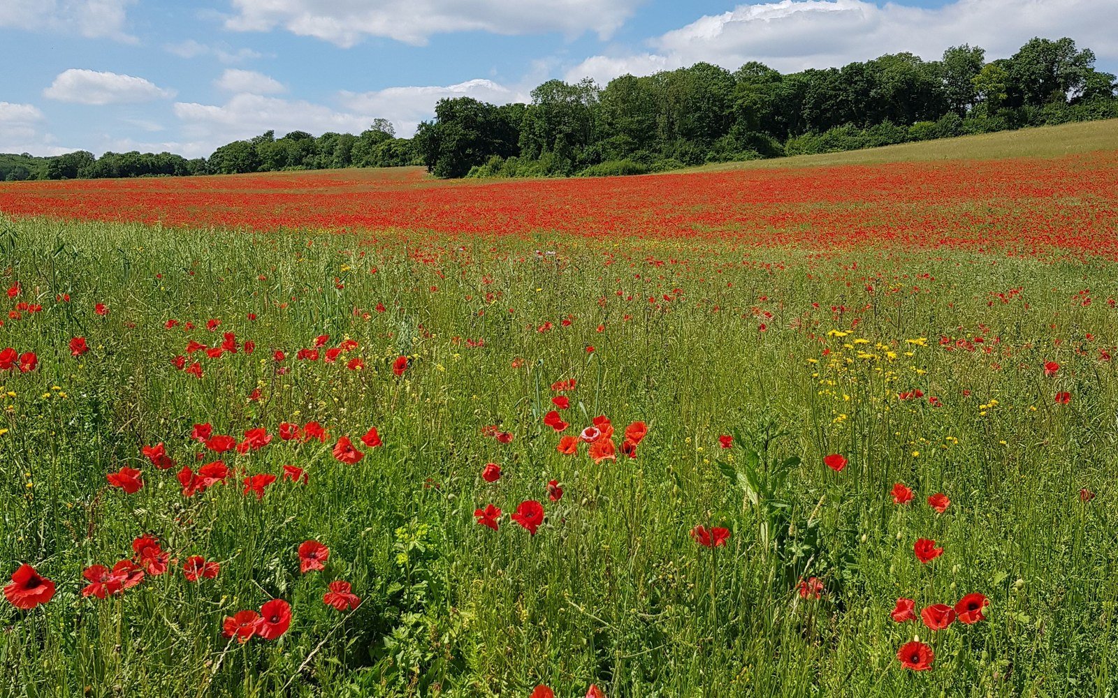 A field of red poppies and long grass running up to a wooded ridge under a blue sky with scattered cloud