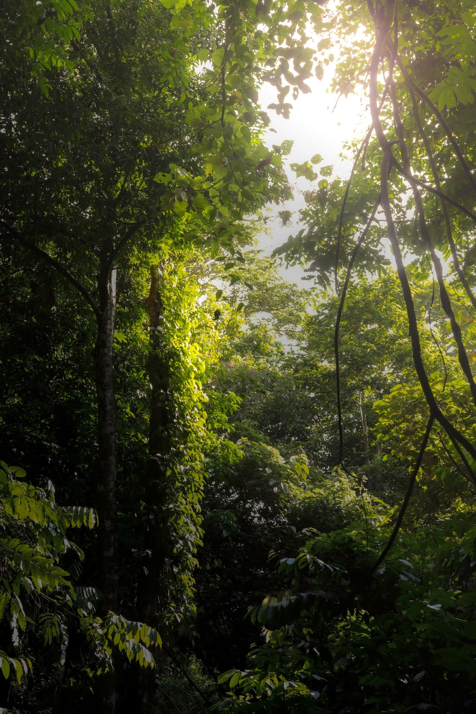 Sunlight coming through the canopy of a dense lowland tropical forest