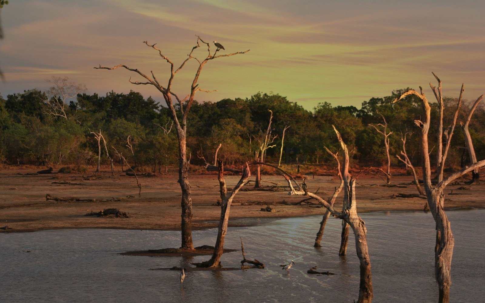 Bare drowned trees standing in the shallows of a lake at dusk
