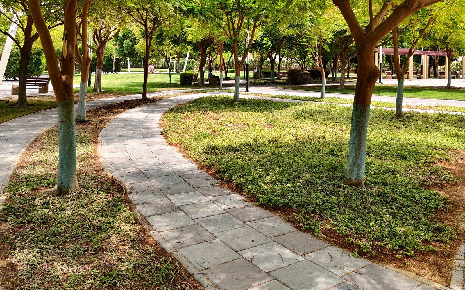 A paved footpath curving between mown grass and shrub beds in a city park, slender trees with pale painted trunk bands on both sides and a shaded shelter among further trees in the distance