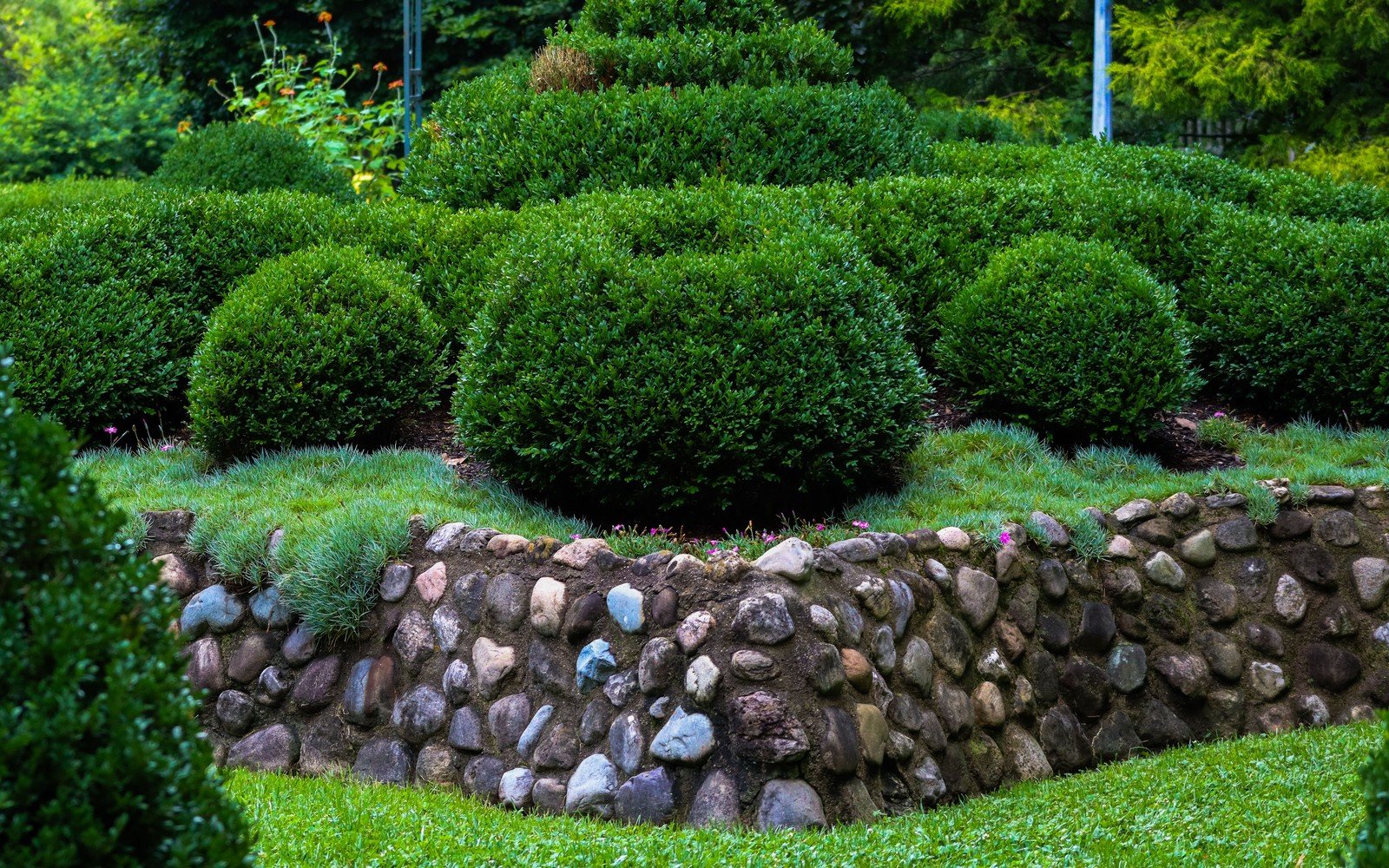 Clipped evergreen shrubs and lawn on a raised garden terrace held up by a rubble stone retaining wall, with trees behind