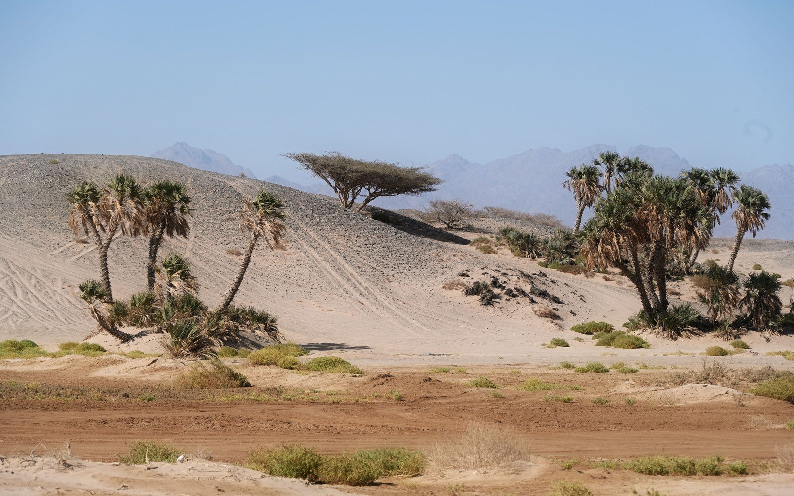 An arid valley floor of pale grey gravel with clumps of green scrub in the foreground, a group of doum palms with untrimmed fronds standing on a low bank, a single flat crowned acacia on the skyline and bare mountains in the haze behind