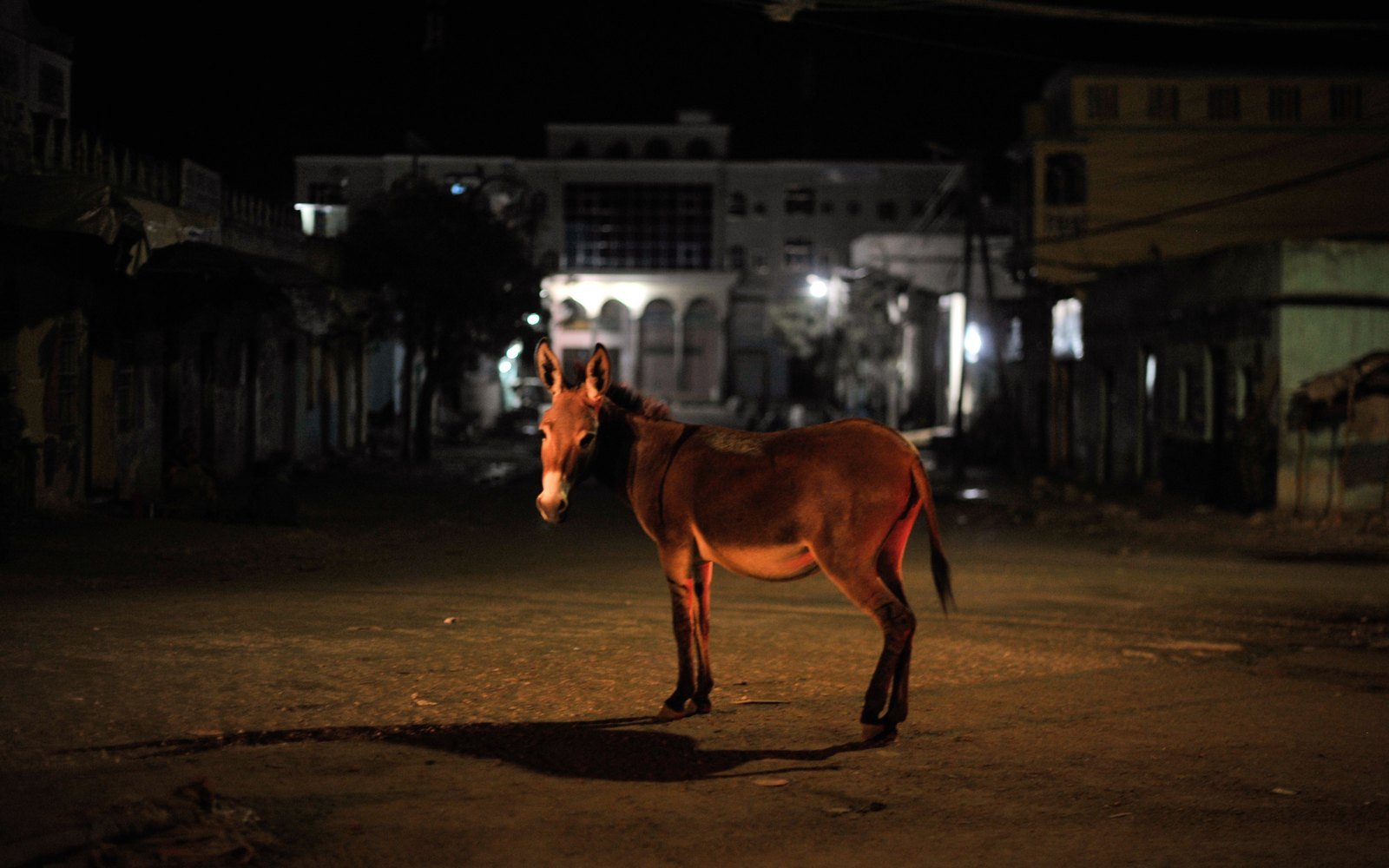 An empty street in Baidoa, Somalia, at night, with a donkey standing in the roadway and light spilling from shuttered shopfronts