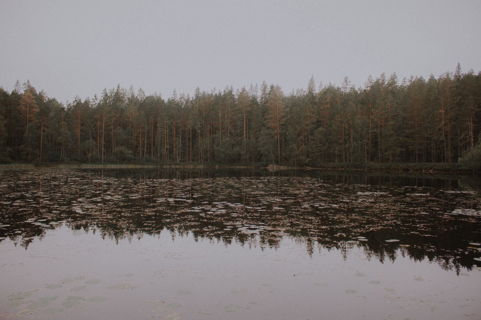 A still lake reflecting a dense line of pine forest under a pale grey sky in Sweden in autumn