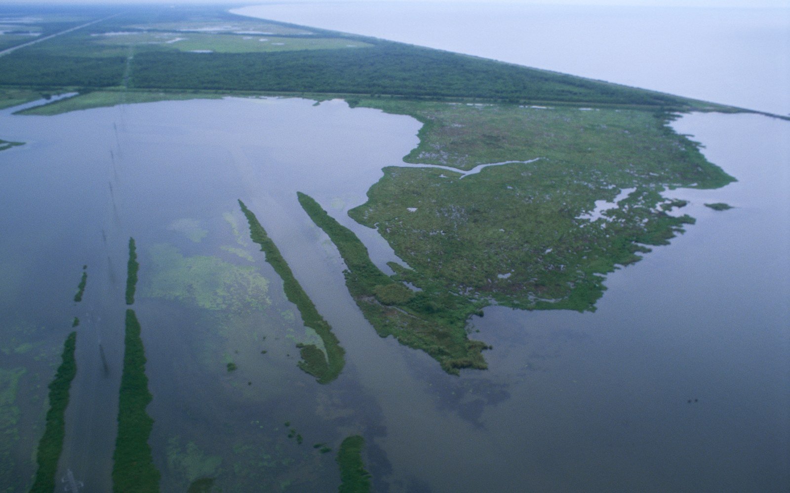 An oblique aerial photograph of Louisiana coastal wetland, ribbons of green marsh and a low wooded ridge separating open water from the Gulf under a pale sky