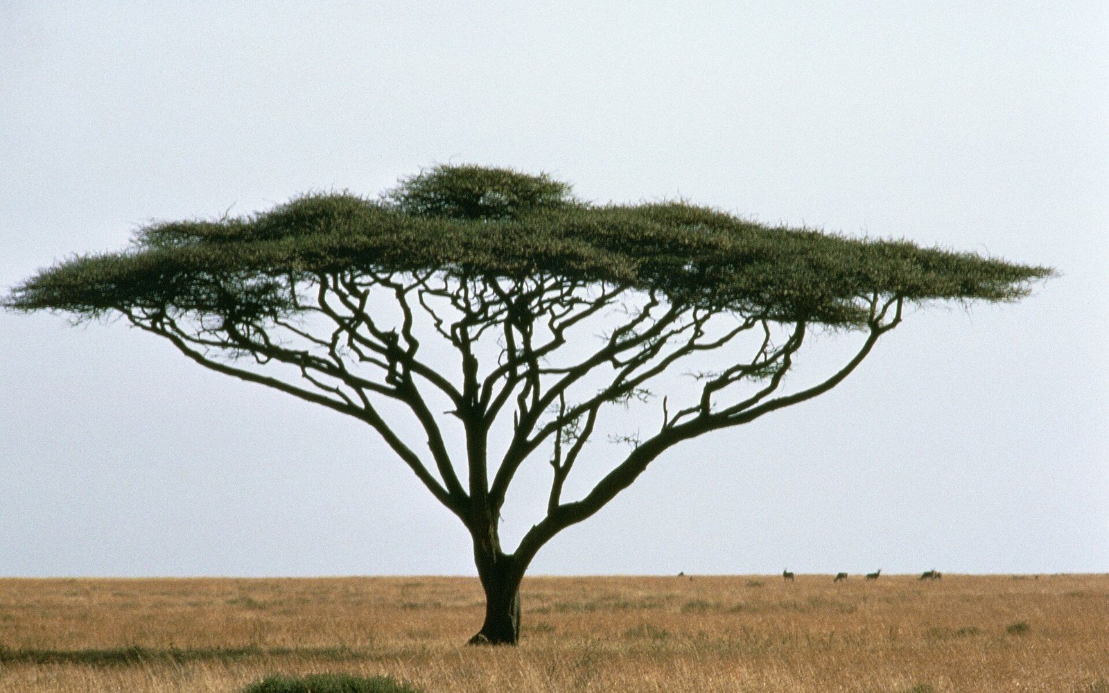 A single flat-topped thorn tree standing alone on open dry grassland under a pale sky, with no buildings, vehicles, people or lettering anywhere in frame