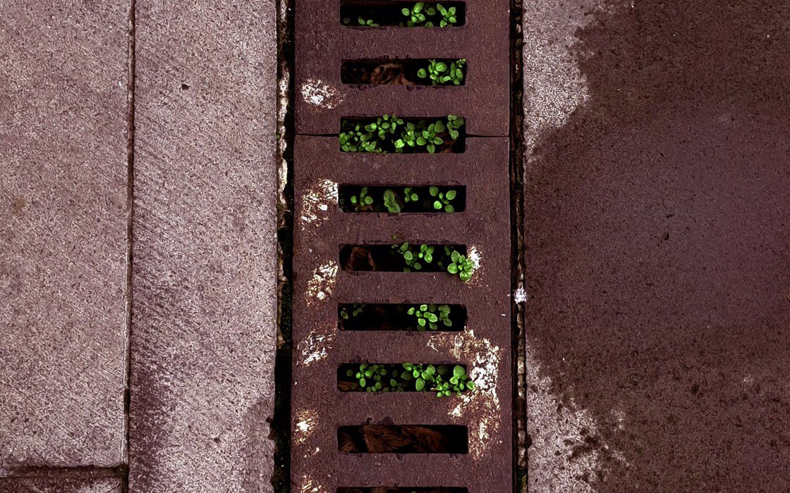 A road gully grating set into a kerb line, with green seedlings growing up through the slots