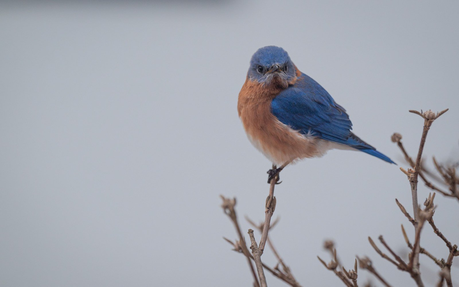 A bluebird perched on the tip of a bare winter branch against a plain pale background