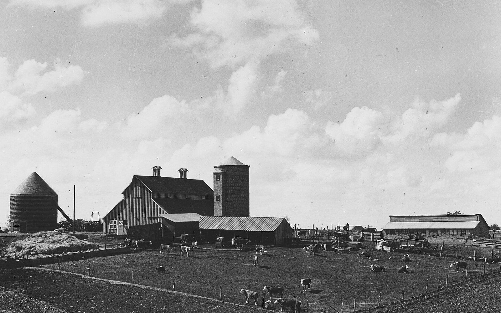 An Iowa farmstead with a timber barn, a masonry silo and a corn crib, cattle standing in the yard and ploughed ground in the foreground