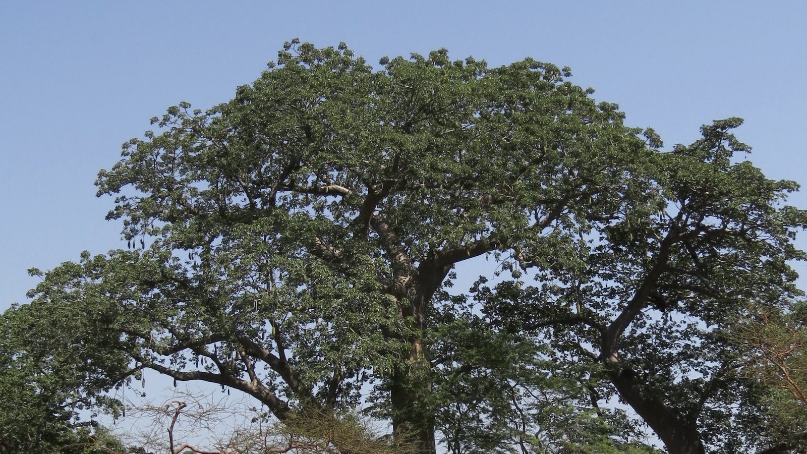 Two baobab trees standing over a laterite track in the Bandia Reserve near Dakar in Senegal