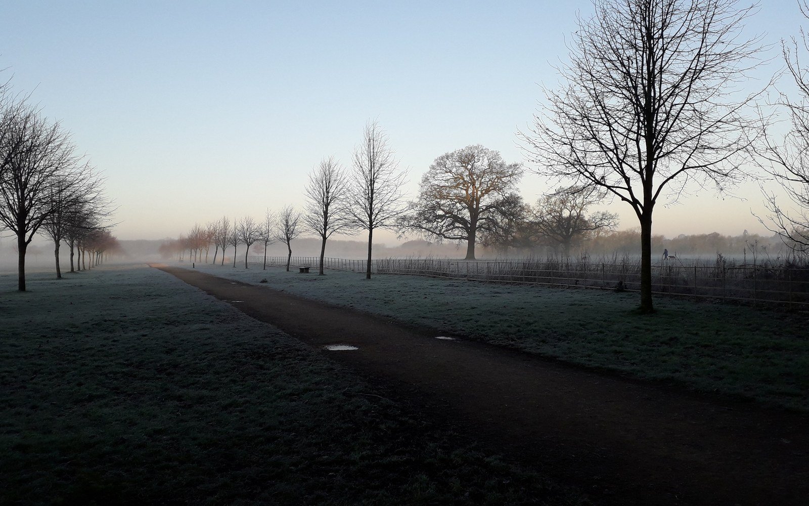 A frosty parkland avenue at sunrise, with bare trees along a straight path and mist lying over the grass beyond