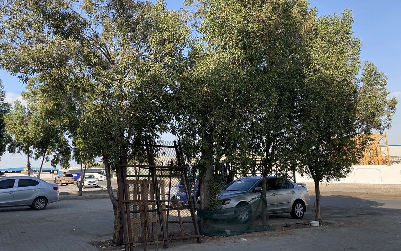 Trees and parked cars on a street in Mussafah industrial city, Abu Dhabi, with industrial sheds behind